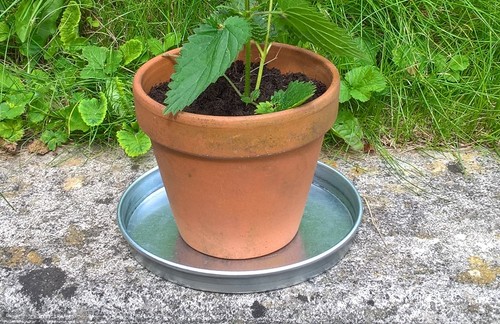 Galvanized metal plant pot - galvanized,