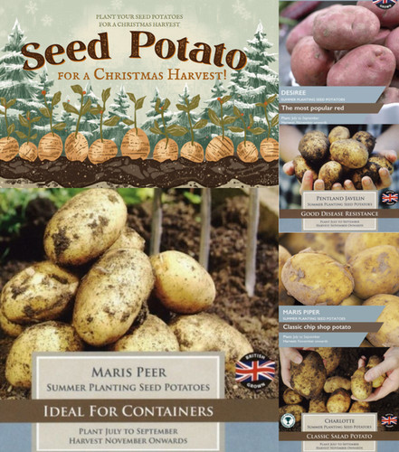 Summer seed potatoes - summer,