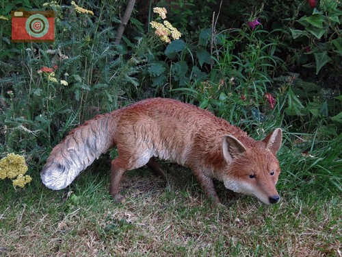 Prowling fox size vivid - size, b.