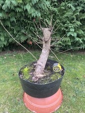 English Elm Yamadori Bonsai