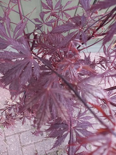 Japanese acer black lace - acer,