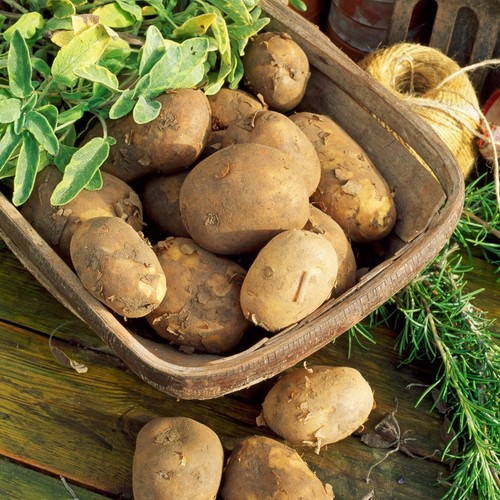 Seed potato maris - maris,