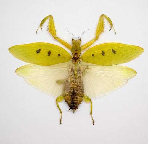 Mantidae orchid mantis - mantidae,