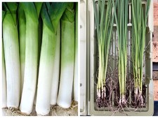 24 x Leek Bare Root Plants  |