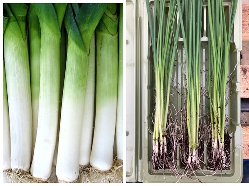 Leek bare root plants - leek,