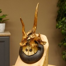 Abnormal Roe Deer Buck Antlers