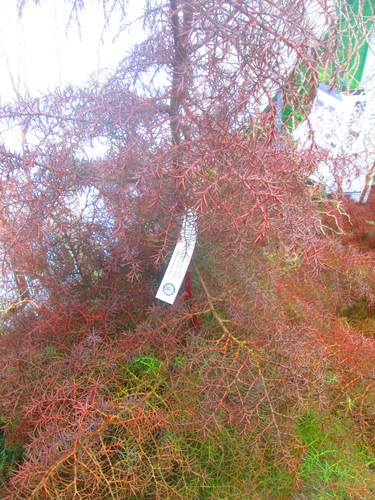 3ft inc pot japanese red - japanese,