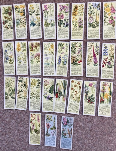 Typhoo tea wild - flowers,