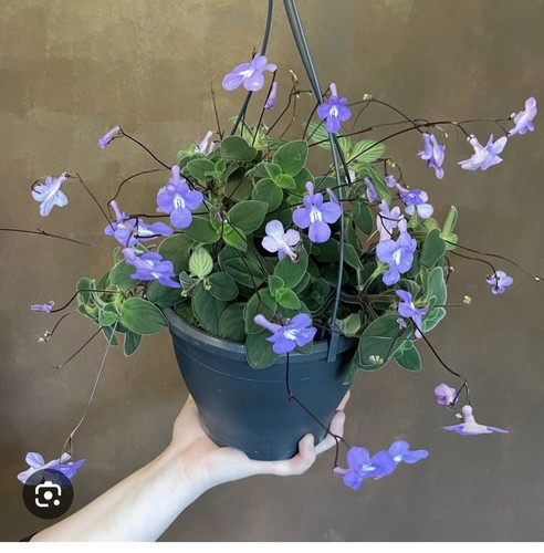 Streptocarpus saxorum false - streptocarpus,