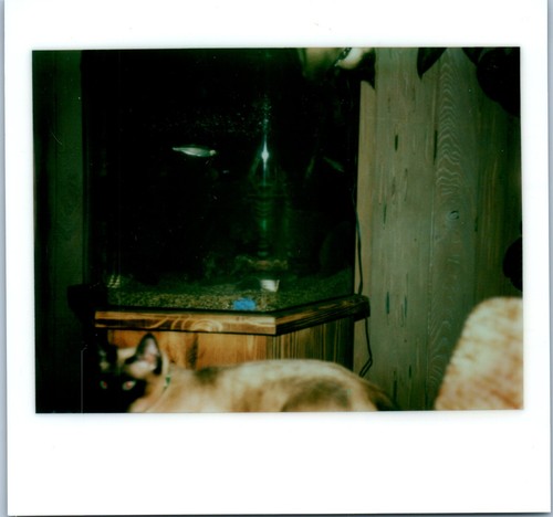 1970s siamese cat looking - 1970s,