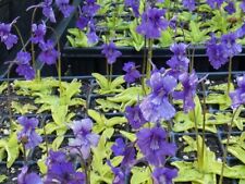 Pinguicula grandiflora Large