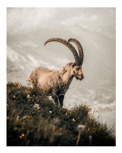 Majestic mountain goat wall - mountain,