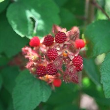 Japanese Wineberry Fruit Bush Rubus Fruiting Shrub Plant 3L Pot