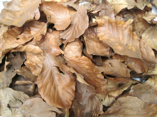 Natural dried beech leaves - natural,