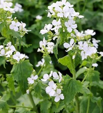 Honesty white x 1 plug plants seedling biennial wildflower Lunaria annua Alba
