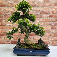 Large Chinese Elm (Ulmus