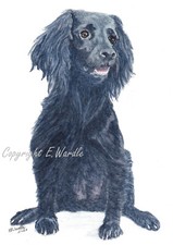  2.5" X 3.5" ACEO SPRINGER SPANIEL Ltd Edit Canvas PRINT of Original Watercolour