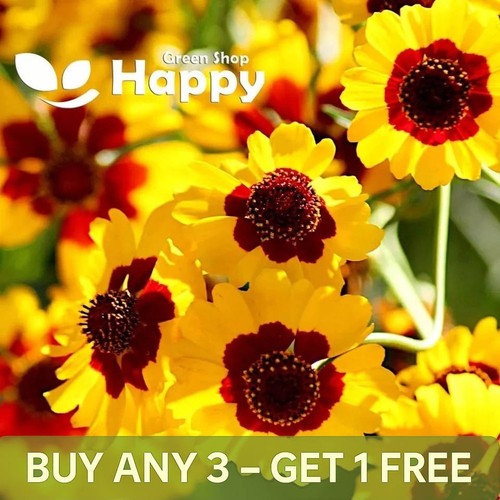 Coreopsis golden crown 800 - golden,