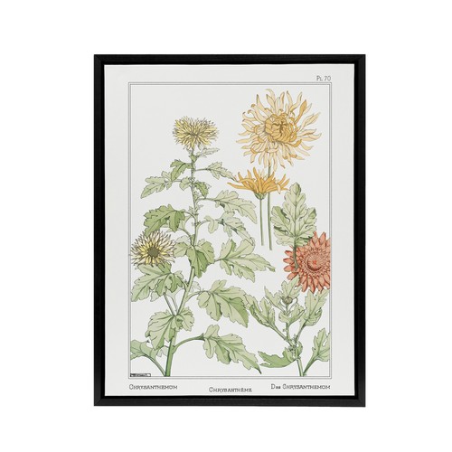 Chrysanthemum framed canvas - framed,