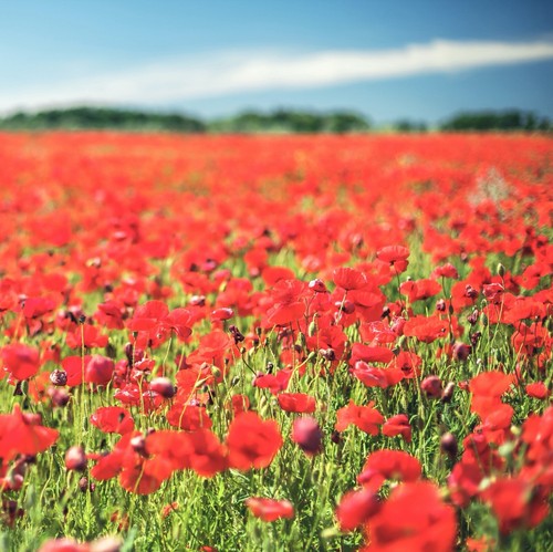 Corn red field - red, poppy