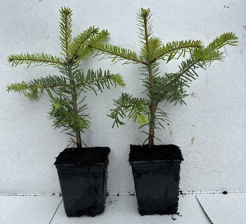 Nordmann fir abies - fir, (abies