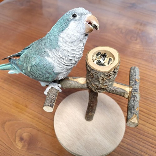 Bird training stand - bird,