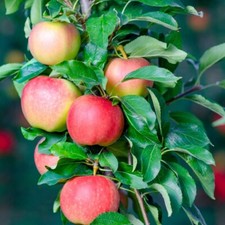 Apple Plant Gala Mini Fruit Tree Garden Flowering Hardy Tree 1 x 9cm Pot