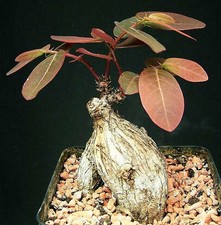 Phyllanthus Mirabilis - 5