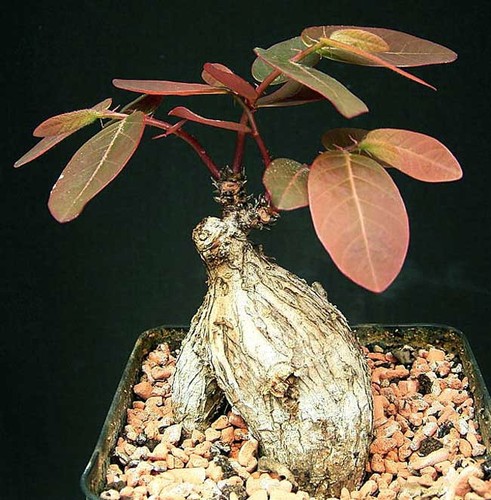 Phyllanthus mirabilis 5 - phyllanthus,