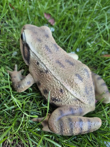 Vivid arts real life frog - real,
