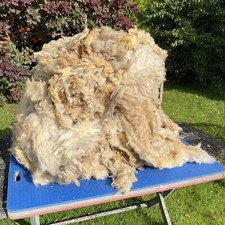 7.5kg 16lb Raw Unwashed Sheep Fleece White (Wool Spinning Craft)