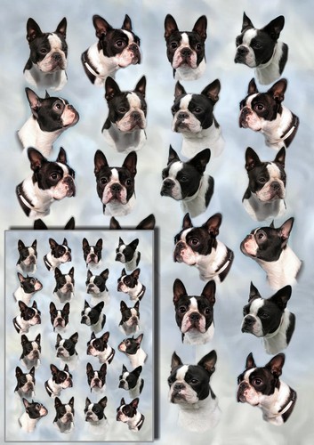 Boston terrier dog wrapping - boston,