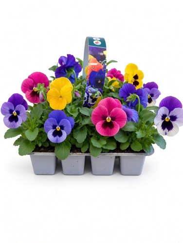 Pack pansy plants mixed - 20,