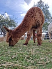 NEW Marcella's DarkFawnSuri