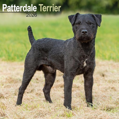 Patterdale terrier 2026 - patterdale,
