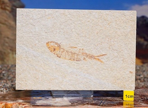 Fossil fish matrix knightia - on,
