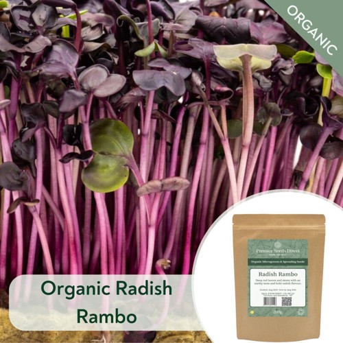 Organic radish rambo - radish,