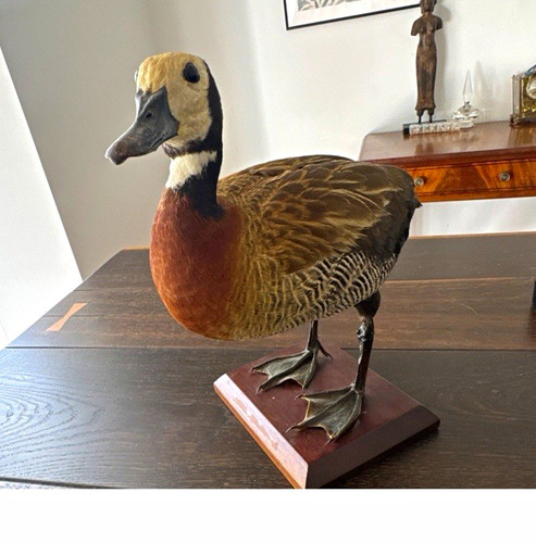 Duck taxidermy standing mount - duck,