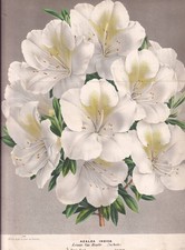 French Antique Natural History