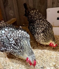 12 Silver Laced Wyandotte