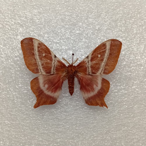 Tailed emperor moth - tailed,