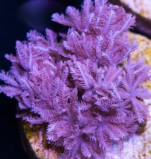 Live Purple Pulsing Xenia