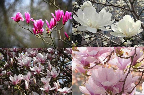 Mixed magnolia trees - magnolia, pots