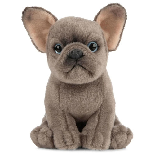 Living nature french bulldog - nature,