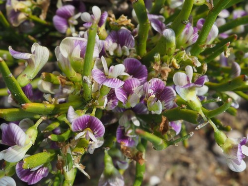 Carmichaelia desert broom - ..desert,