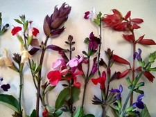 Perennial salvia plug plants - perennial,