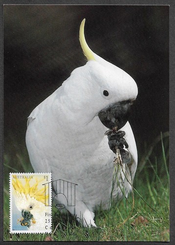 Australia birds sulphur - birds,