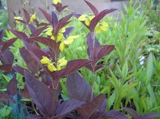 Lysimachia ciliata