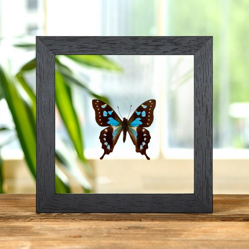 Tropical blue swallowtail - tropical,