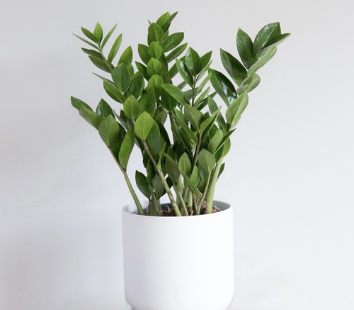 Plant 12cm pot - pot, large